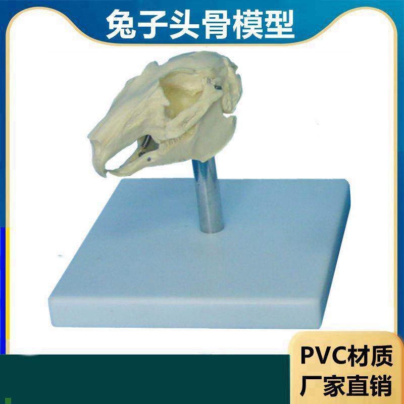 兔子骨骼模型仿真标本生物课教学仪器内脏K可拆卸皮肤解剖兔子结
