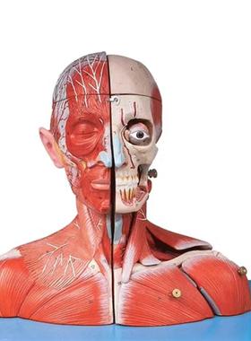 头颈部血管神经附脑模型GKD/A18212