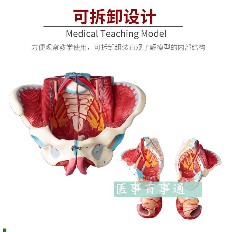解剖骨盆模型女性骨盆附盆底肌和神经血管S带腰椎盆骨生殖器