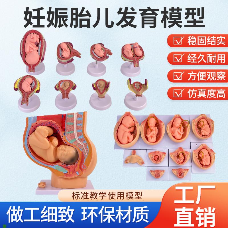 妊娠胚胎发育过程模型模型子宫生C殖模型婴儿胎儿妊娠九个月模型