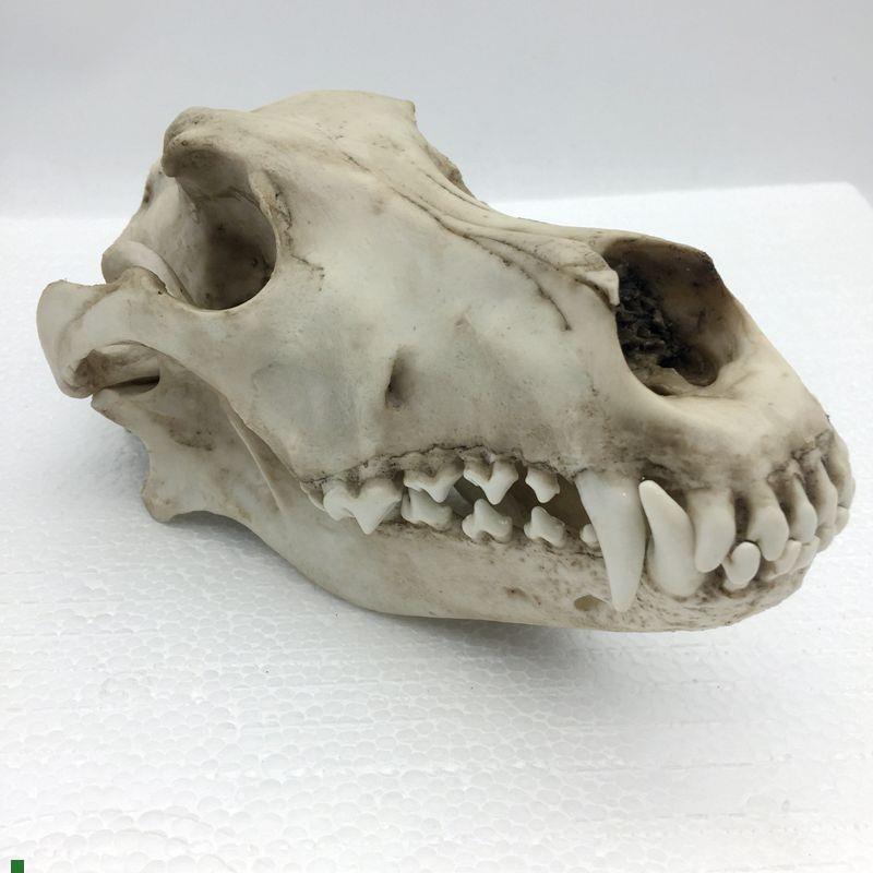 康泰模型狼c头骨仿真标本艺术品收藏动物医院兽医药狗骨髅牙齿口