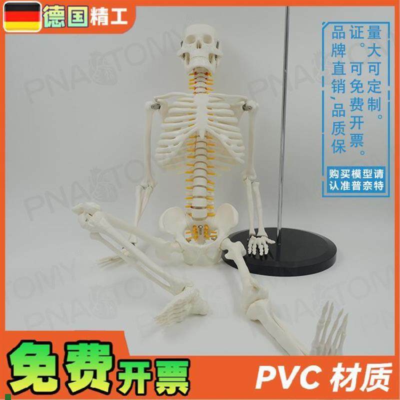 德国85cm人体骨骼模型可活动可拆卸仿真骷髅骨S架瑜伽正骨疼痛科