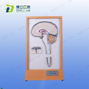 人体脑脊液循环电动模型人体教M学模型科普展示用品