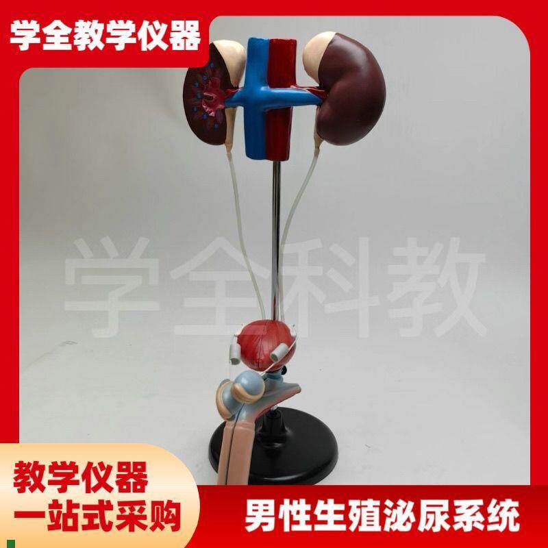 男性女性泌尿生殖系统模型肾脏解剖模具膀胱输S尿管结构立体教学