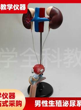 男性女性泌尿生殖系统模型肾脏解剖模具膀胱输S尿管结构立体教学