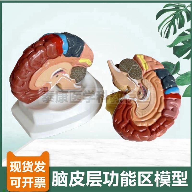 大脑皮层功能区模型拆卸成人1比1D神经中枢运动感觉躯体脑组织血