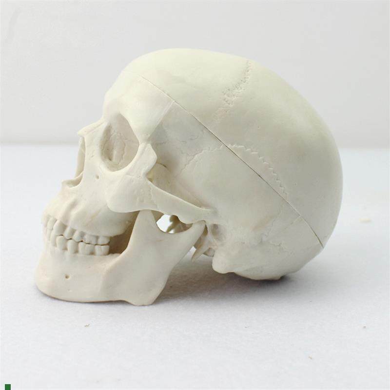 ENOVO颐诺迷你头骨模型医学艺用美术人体绘P画头骨头颅骨成人口腔,文具电教/文化用品/商务用品,教学标本/模型,淘宝优惠券,粉丝福利购,淘宝优惠卷