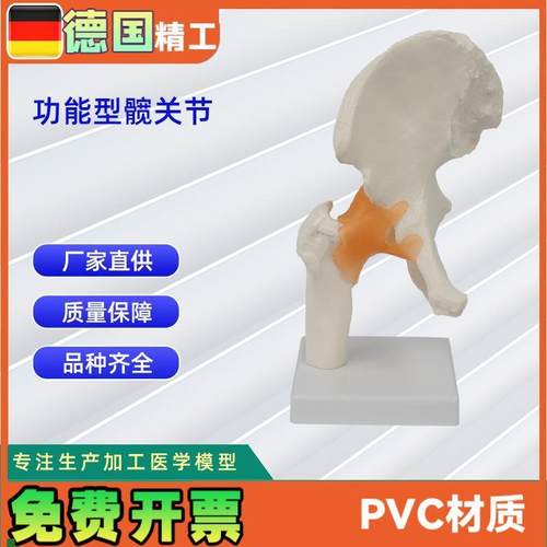 功能型髋关节模型y人体骨骼模型教学模型