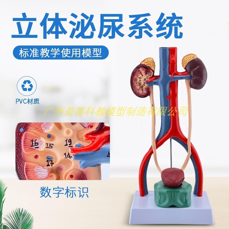 人体泌尿系统模型输o尿管膀胱尿道动静脉肾解剖医学生殖系统立体