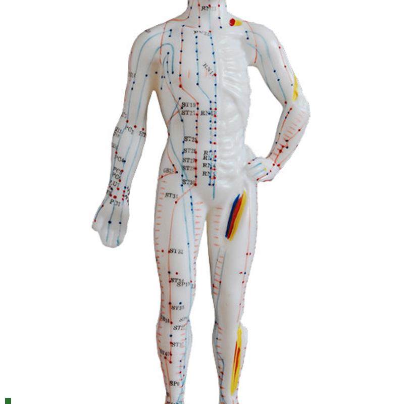 中医针灸小人g人体经络穴位模型针灸穴位模型小人26cm教学模特硅