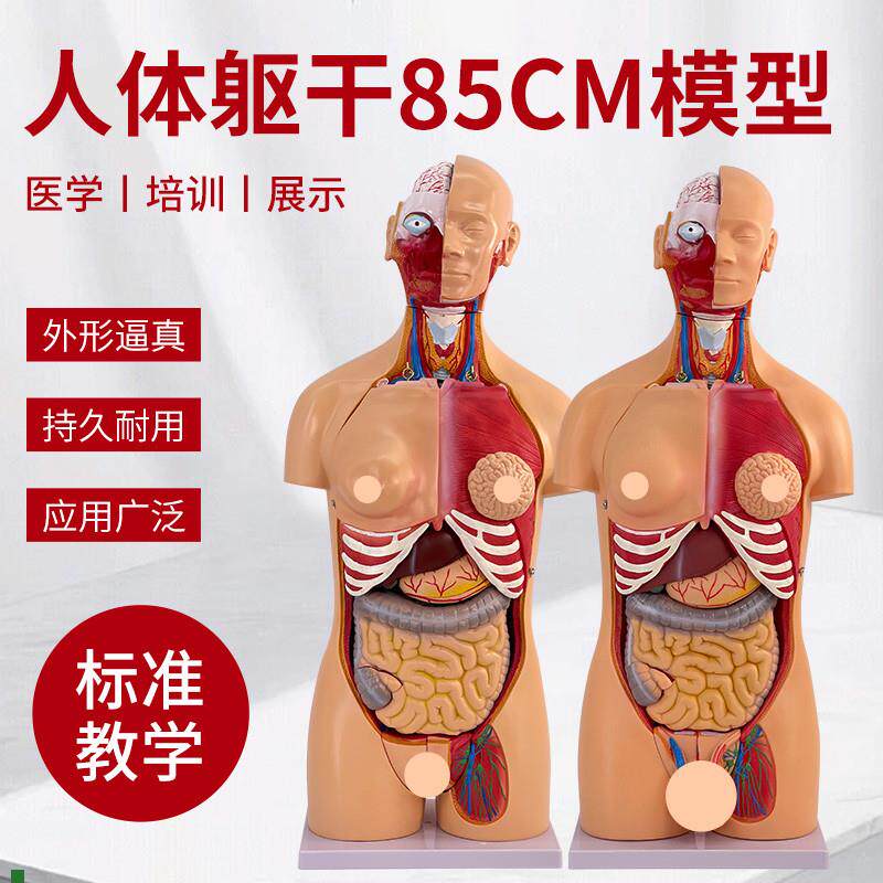 85CM人体器官结构解剖t模型可拆卸40件内脏大脑心脏躯干模特教学