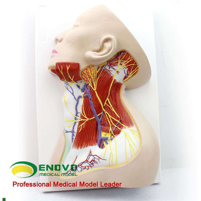 颐诺正品人体颈部局部解剖模型颈部浅表Q肌肉神经血管模型