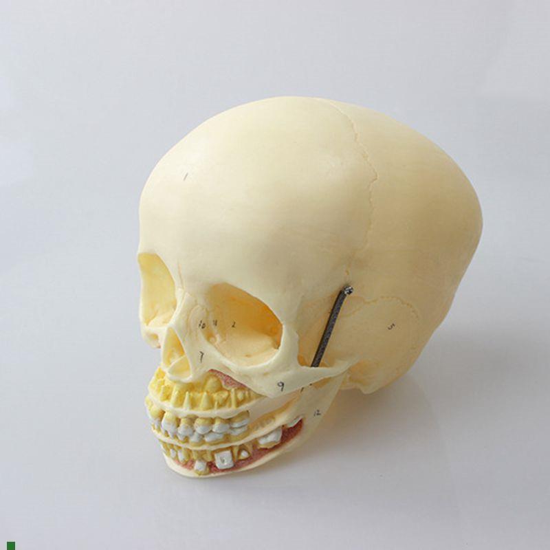 瑞泰医学模型儿童头骨上颚下颌骨A口腔牙齿1比1仿真婴儿颅骨囟门