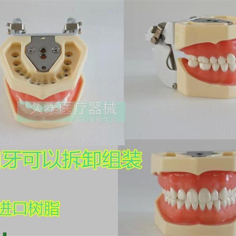 包邮标准牙颌模h型口腔科备全口牙齿可替换日进牙颌配FE咬合架
