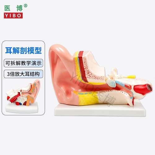 医博人体耳解刨模型耳朵3倍放大C模型耳朵结构构造展示教学模型