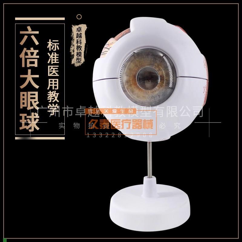 球模型眼球结构眼p构造模型教学医学演示生物器材