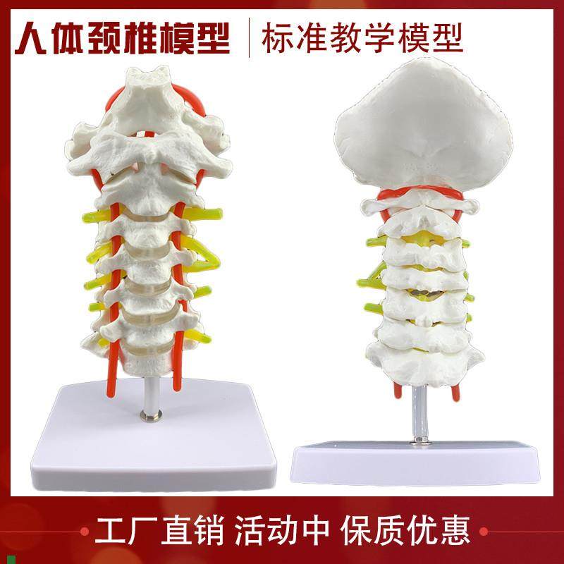颈椎带颈动脉后枕骨椎间盘与神经模型人R体骨骼解剖模型