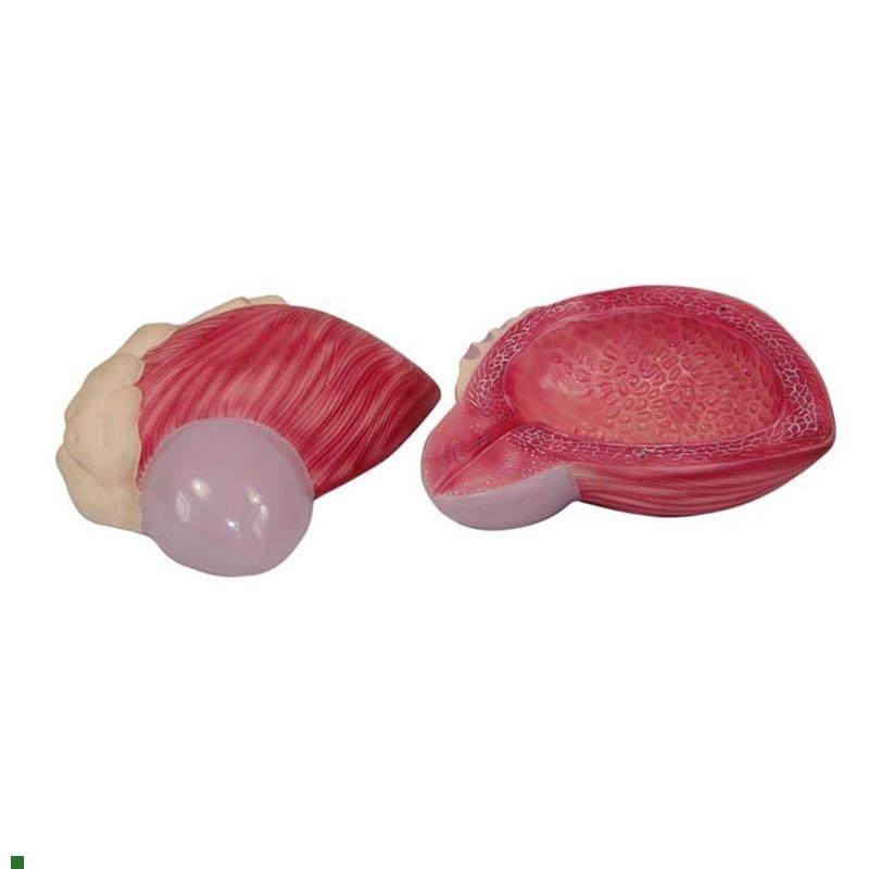 膀胱模型男性膀胱前列.腺放大模型泌尿生殖系统构造教Z学医学教具