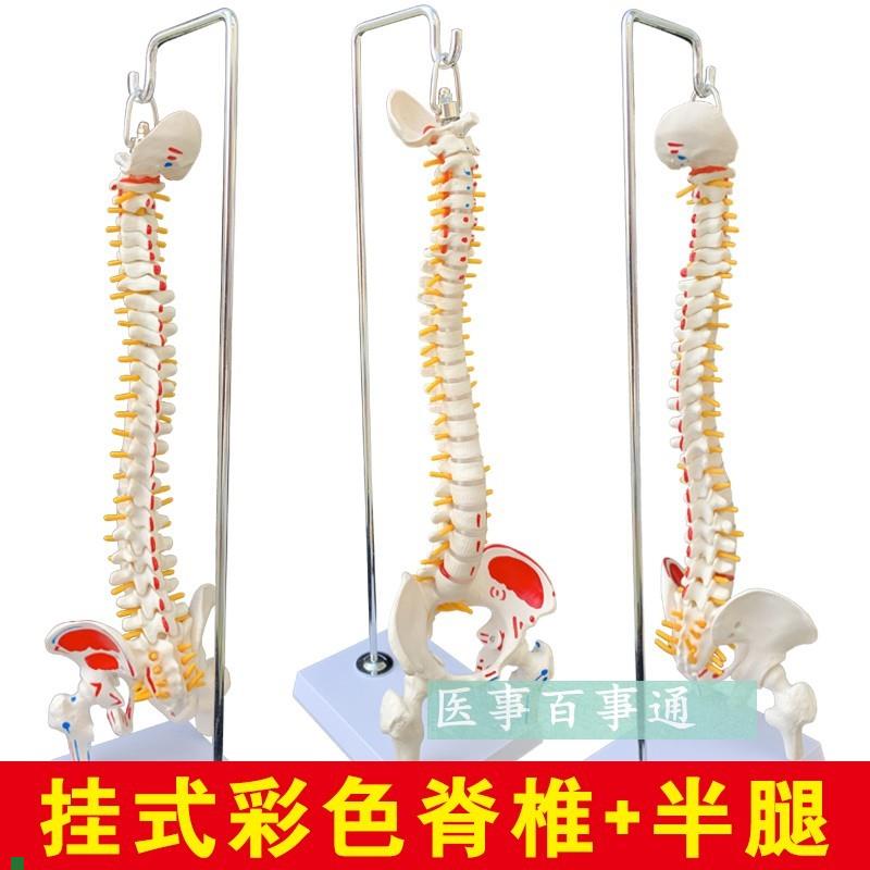 人体脊柱模型人体骨骼大脊椎成人45CM带颈椎P胸椎尾椎椎骨骨盆模