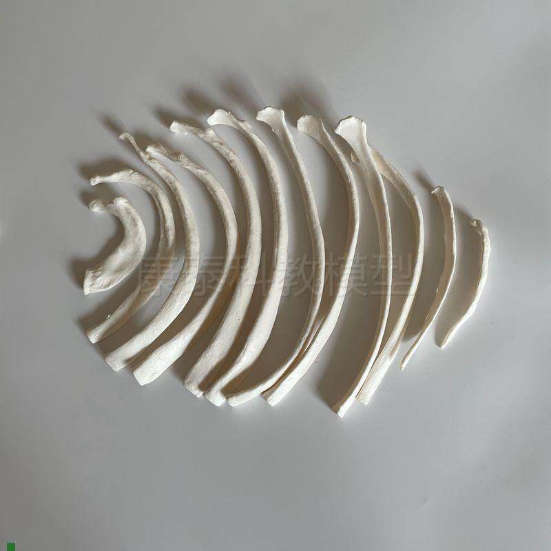 肋骨模型散装游离胸腔骨骼胸骨柄艺用美术装N饰影视道具仿真塑胶