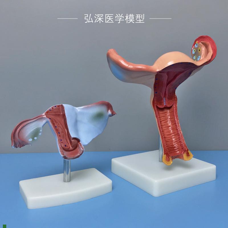 适配女性子宫模型人体生殖系统结构卵巢生理器官解剖妇幼产科医学