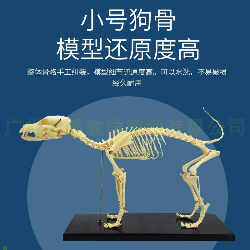 仿真狗骨骼模型骨架动物模型教学模型动物模U型兽医教学用具