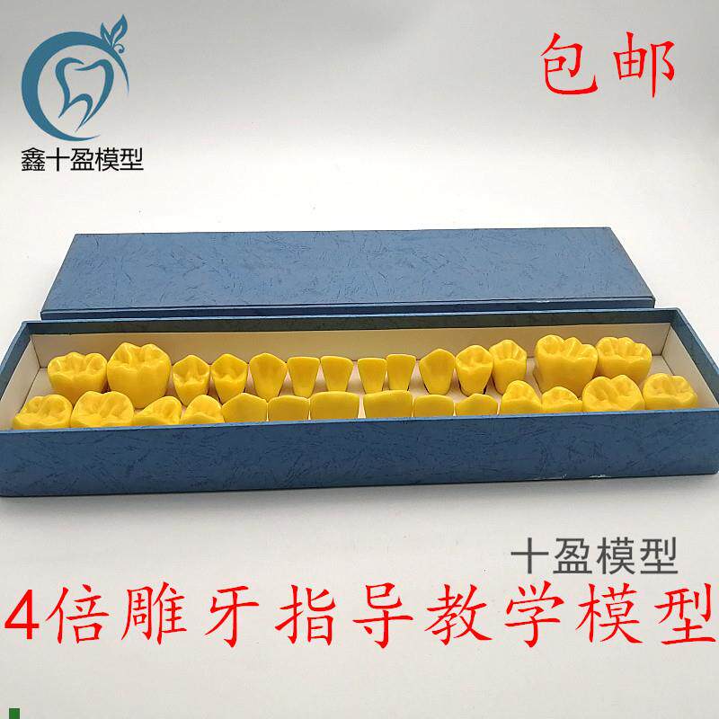 4倍标准雕刻牙齿模型o口腔牙科教学对照模型雕牙顺序模型包邮D19