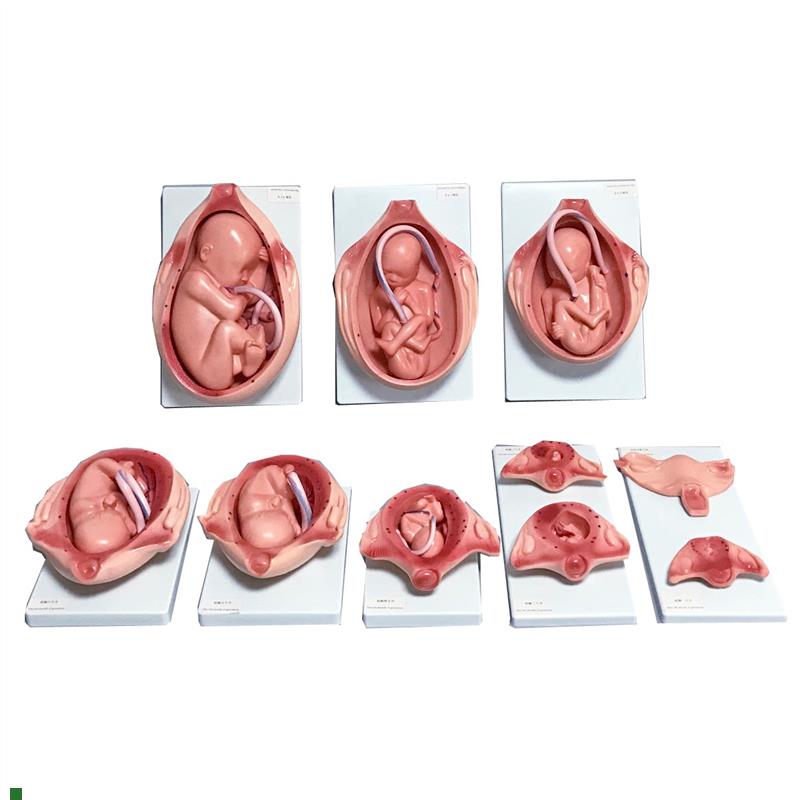 胎儿妊娠发育过程模型胎儿生长发育整套模型妊Q娠怀孕十月分娩教