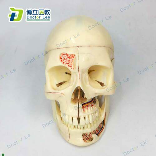 高端人体医学仿真头骨模型口腔科O头骨神经科头颅骨