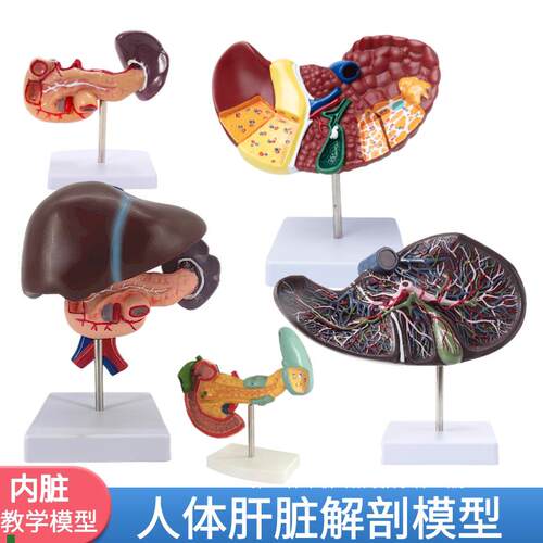 仿真人体肝脏模型肝解p剖模型肝胆胰脾十二指肠浮雕病变肝胆胰模
