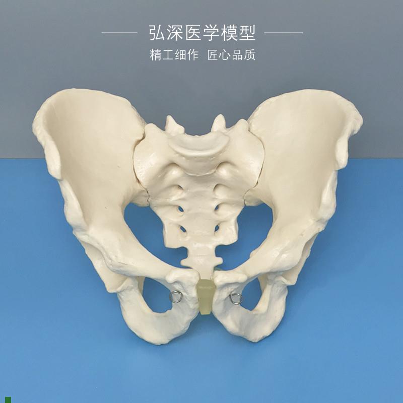 男性骨盆模型人体j盆骨髋骨骶骨耻骨关节盆骨骼骨科示教学医学模
