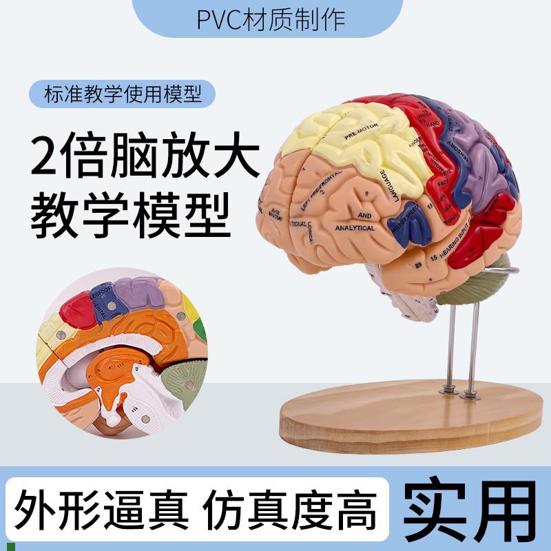 大脑神经解剖模型2倍放大脑模型运动中枢O感觉中枢和脑功能医
