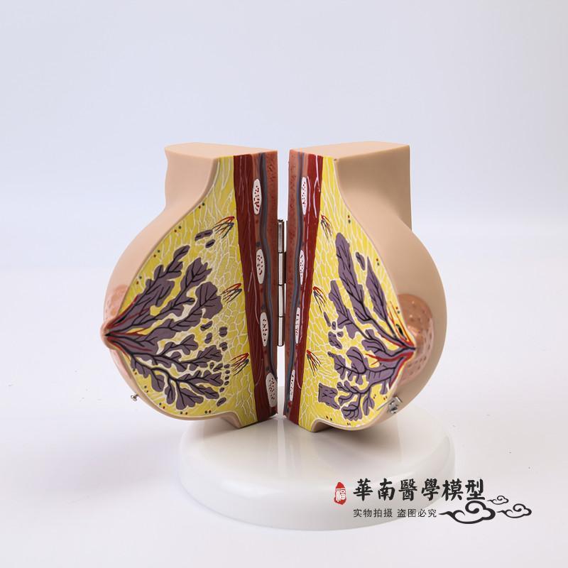 乳房模型胸部解剖乳o房结构造妇产科教学整容微整形展示美容院医