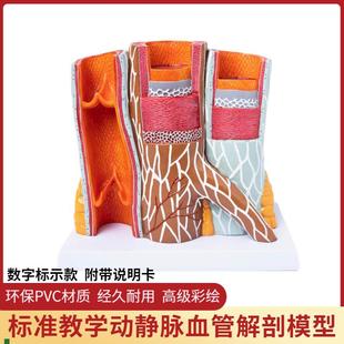 人体动静a脉血管模型器官解剖放大层次结构演示教学静脉动脉模型