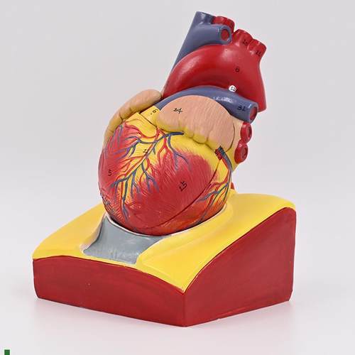 人体心脏模型心血管主动脉瓣膜心房上G腔静脉B超影像教学内脏模具