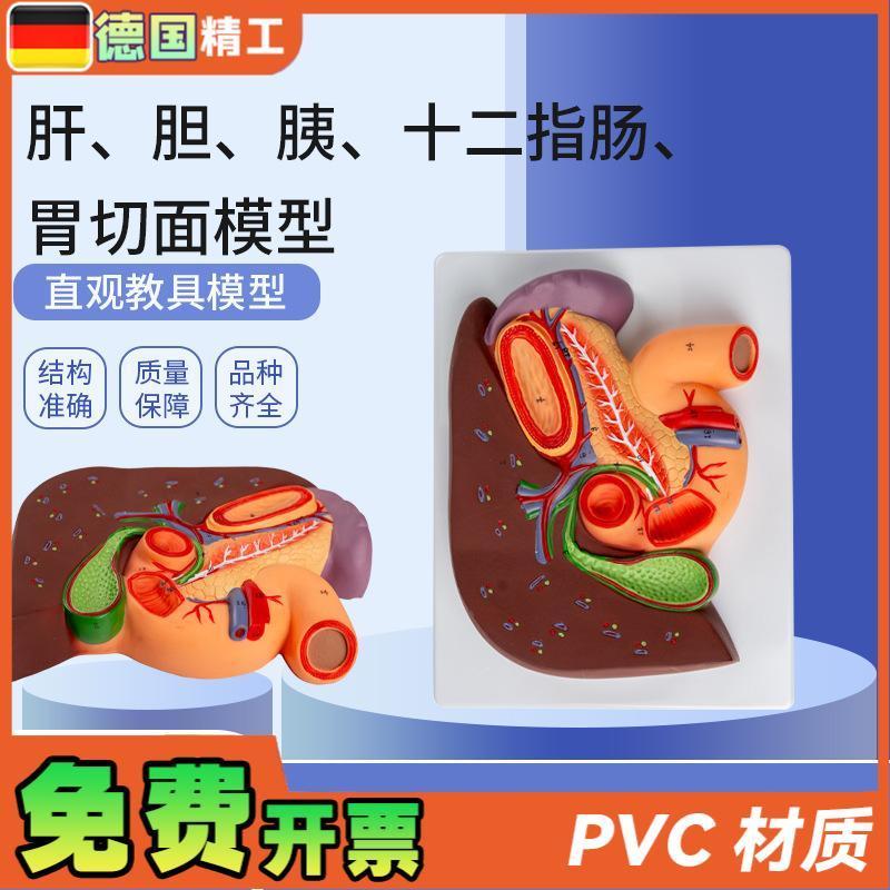 德国】肝a胆胰十二指肠胃切面模型肝脏解剖模型肝胰十二指