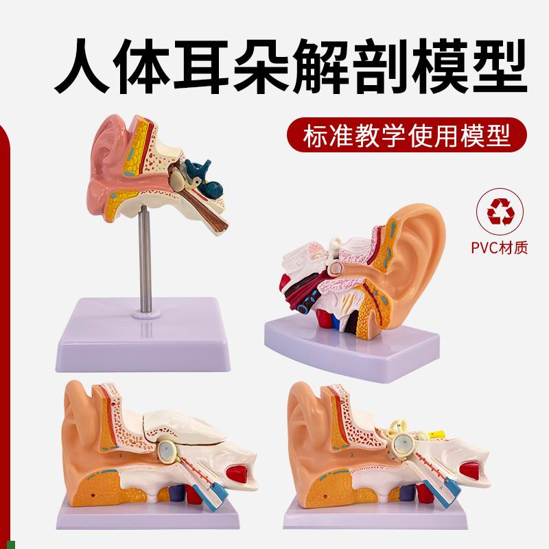教学仿真人体耳解剖模型右耳3部件耳F朵耳蜗放大耳部解剖标本医学