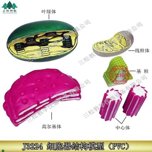 细胞器结构模型高中生物教学仪器线粒体N叶绿体高尔基体中心体