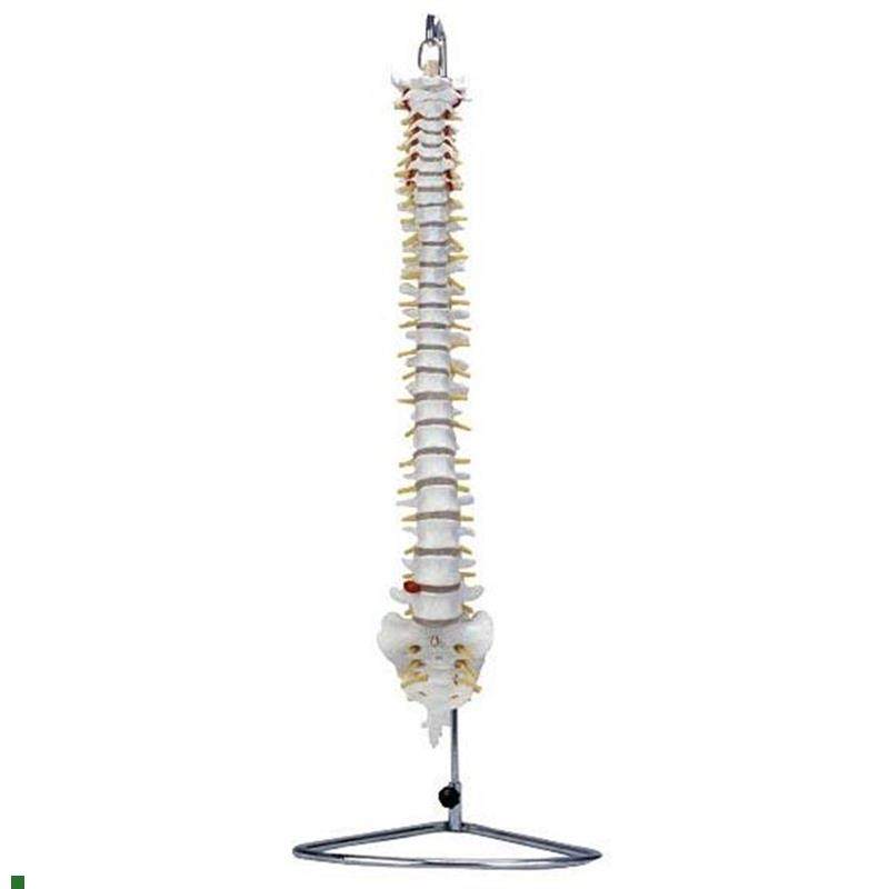 脊椎骨模型自然j大脊椎带尾骨模型脊椎模型人体脊椎脊柱模型腰椎,文具电教/文化用品/商务用品,模拟人,淘宝优惠券,粉丝福利购,淘宝优惠卷