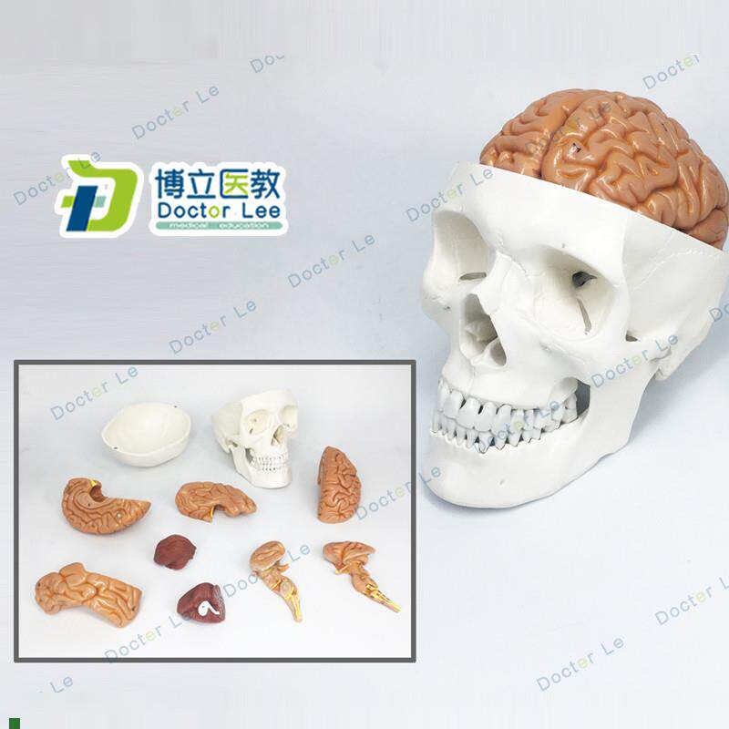 医学人体头颅骨大脑头骨模w型颅脑解剖神经科静态模型脑部模型