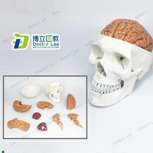 医学人体头颅骨大脑头骨模w型颅脑解剖神经科静态模型脑部模型