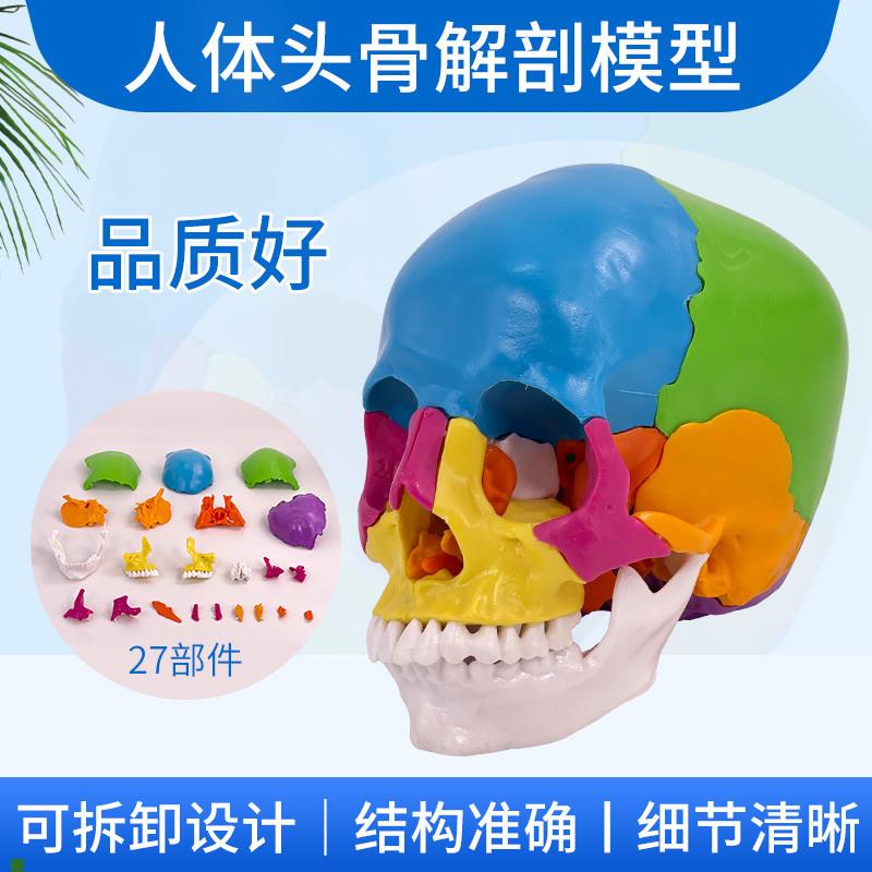 可拆分22件1比1真人r大小彩色头骨模型颅骨解剖医用美容口腔牙科
