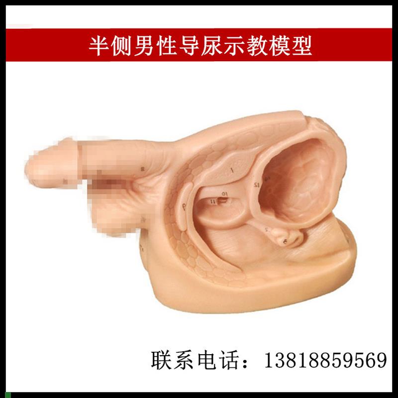 半侧男性导尿示教模型