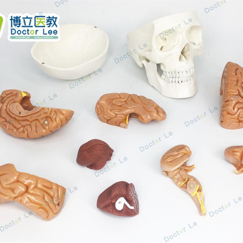 1比1大小人体头颅s骨模型头骨模型脑解剖大脑模型医用