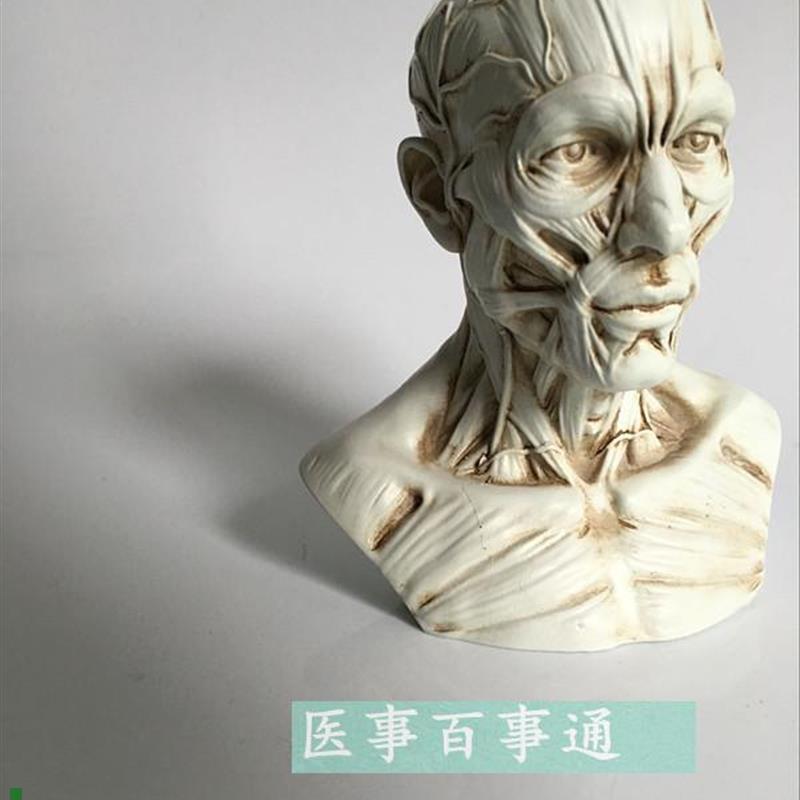 艺用人体肌肉骨骼头雕骷髅头绘画参考头骨解O剖胸像模型美术半身