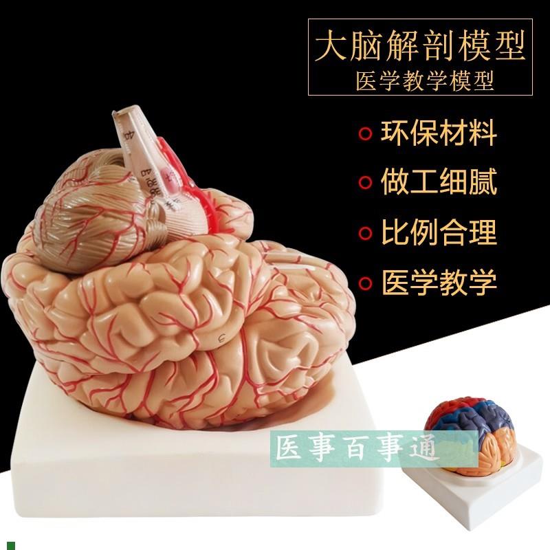 人体大型脑解剖模型人类脑模型E脑血管脑神经自然大人脑模型