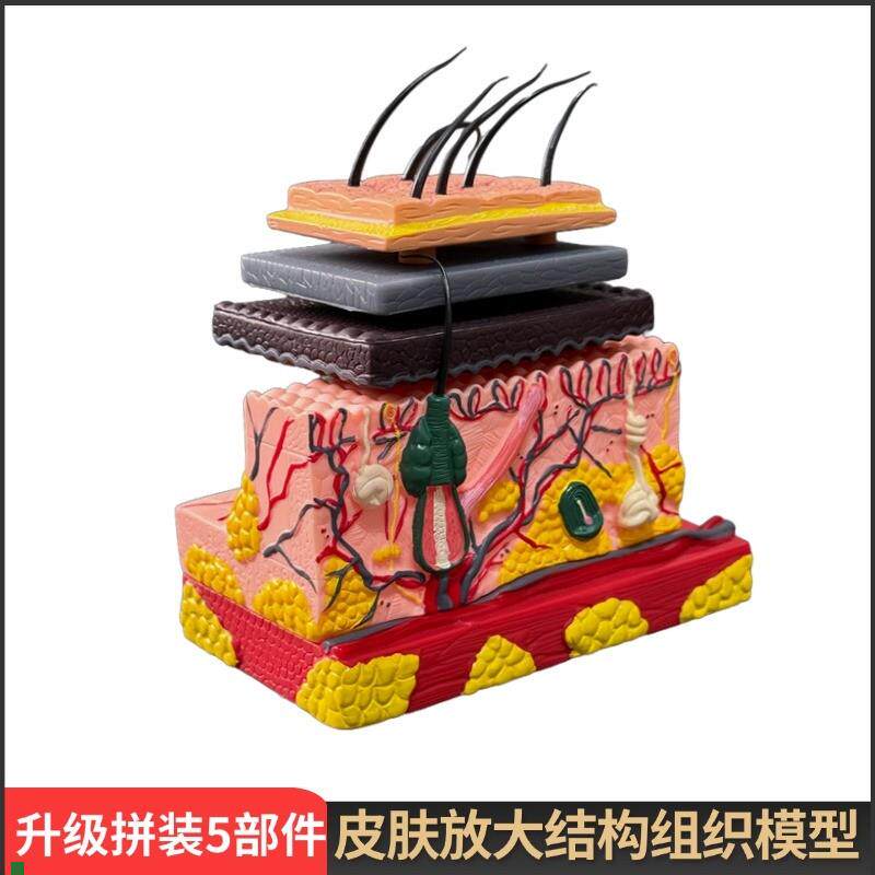 4D医学人d体皮肤层次模型毛囊结构组织拼装毛发美容医院模具教学