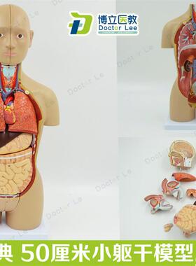 教学仿真小躯干模型50cmt人体解剖医学12部件内脏器官心脏医患标