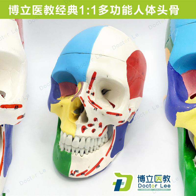 医学艺用人体头骨颅骨模型头骨分B区肌肉模型神经骨科教学正骨骨