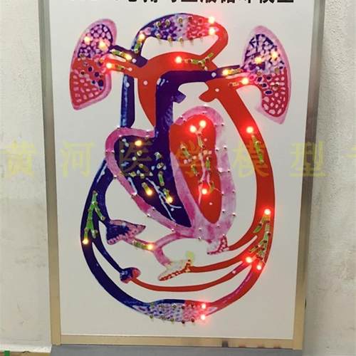 电动心脏搏动与血液循环v模型血管搏动心室模型血液流动模型